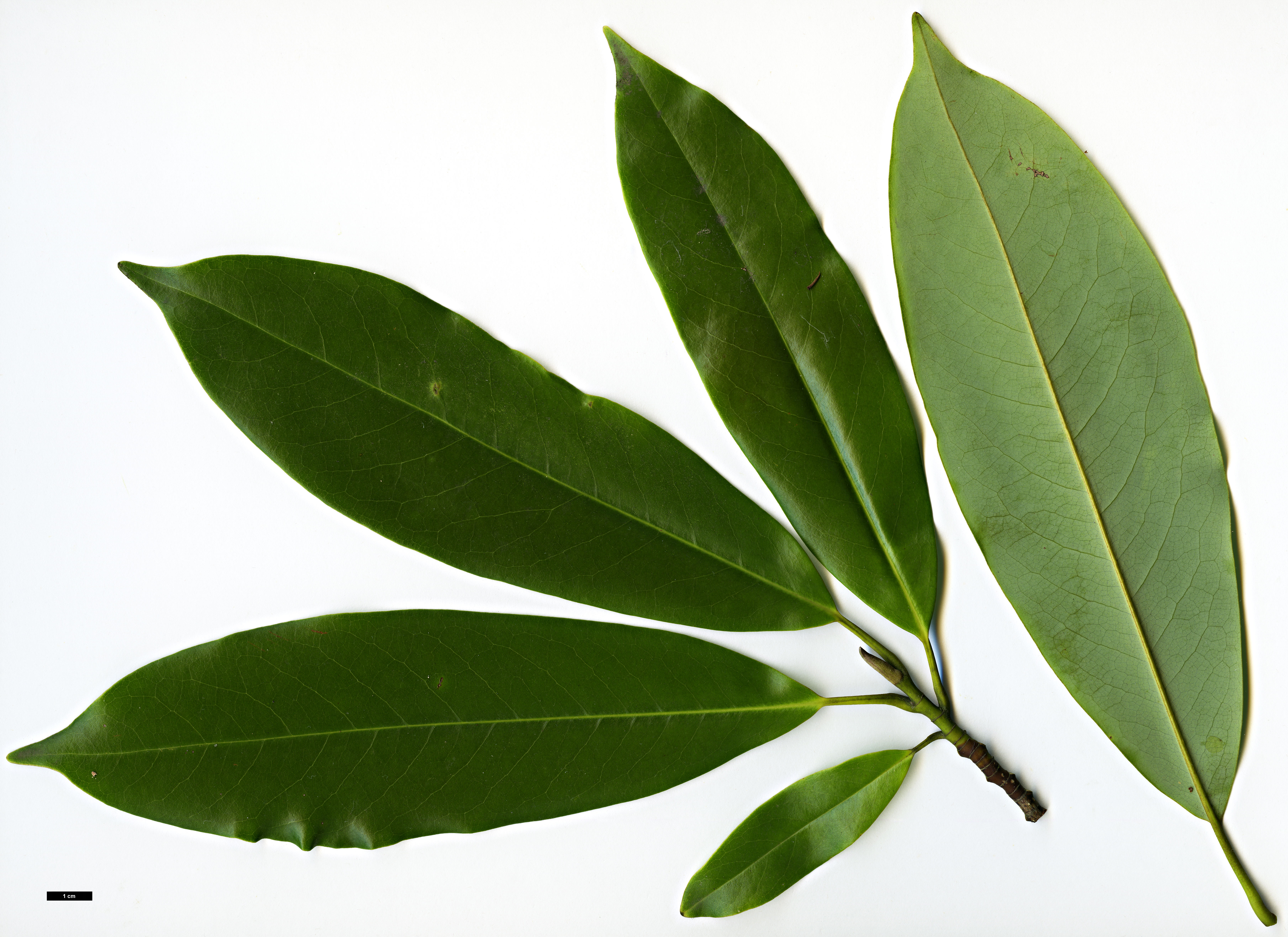 High resolution image: Family: Magnoliaceae - Genus: Magnolia - Taxon: cavaleriei - SpeciesSub: var. platypetala